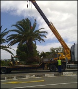 Loading and transporting palm trees.jpg